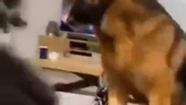 Pawsome Showdown: Dog vs Cat - The Ultimate Comedy Battle!