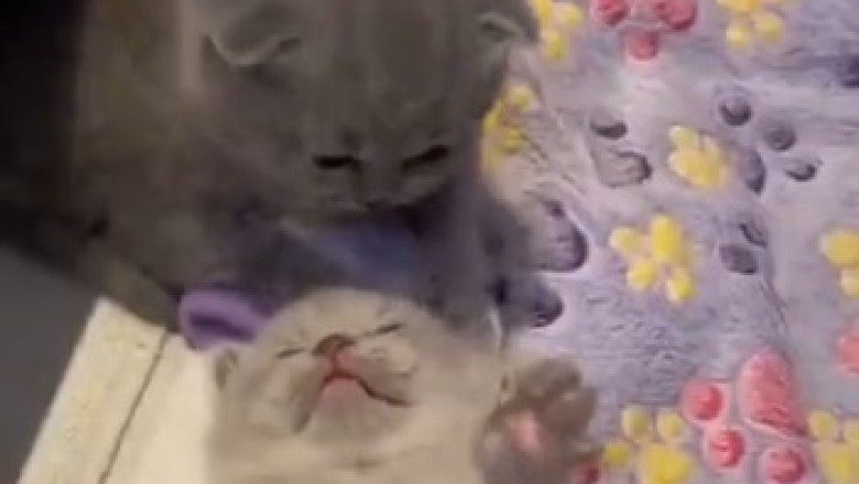 The Awkward Cat Chronicles: Hilarity ensues as a Feline Attempts to Master the Art of Sitting