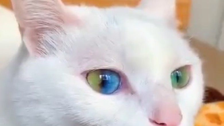 The Majestic Mischief: A Hilariously Beautiful Cat Unleashed!