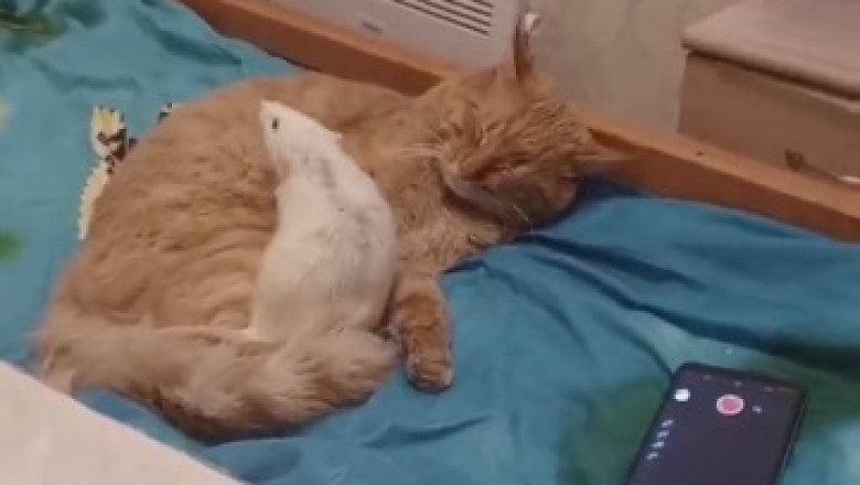 Musical Mayhem: A Mouse and Cat Dance Off to a Hilarious Beat!