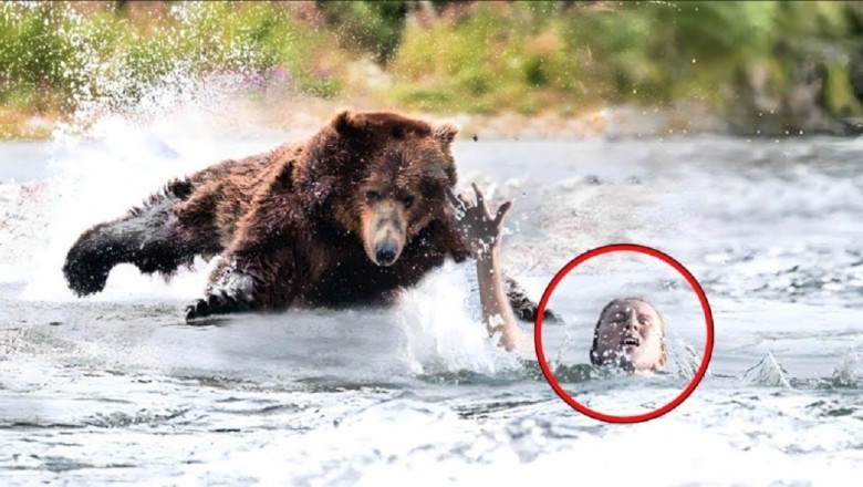 Swim for Survival: Woman's Encounter with a Surprising Heroic Bear Leaves Everyone in Shock