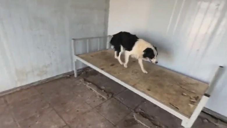 The Pawsome Adventures of Stray Dogs in Search of Love and Treats!