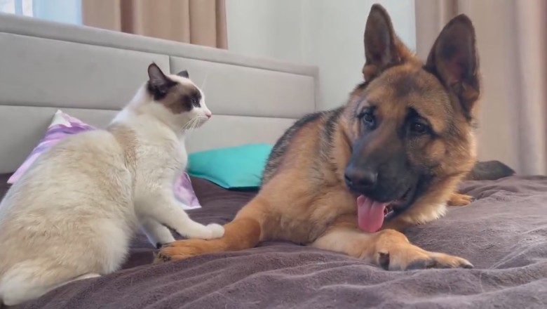 EPIC Battle of the Titans: German Shepherd Takes on Fearless Cat in Hilarious Showdown!