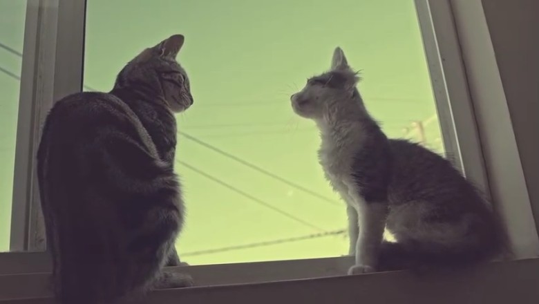 Hilarious Balcony Babble: Epic Comedy Unfolds as Two Cats Take Over the House's Perfect Perch!