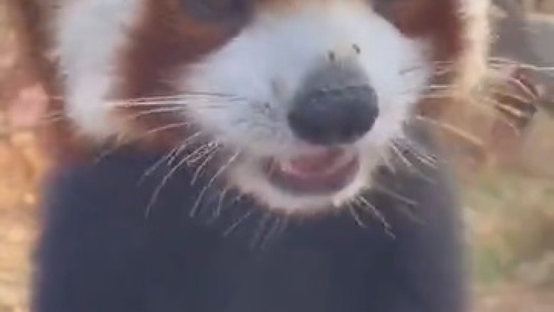 Adorable Red Panda Devours Grapes like a Pro - Cutest Foodie Alert!