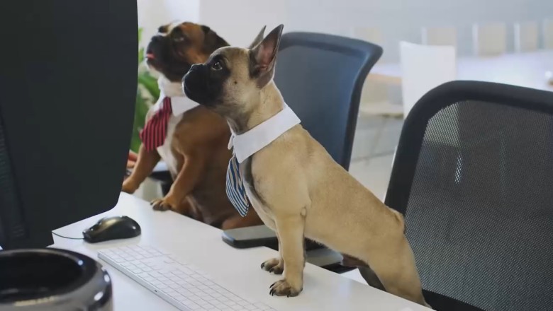 Canine Couch Potatoes: Hilarious Video Shows Two Dogs Hilariously Engrossed in a TV Show!