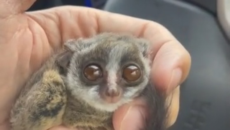 Cute and Cuddly Galago Gets Up to Adorable Mischief - Prepare for Cute Overload!
