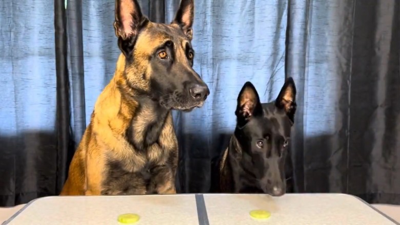 Foodie Dogs Go Bonkers! Hilarious Video of Two Hungry Pooches Begging for Every Kind of Food!