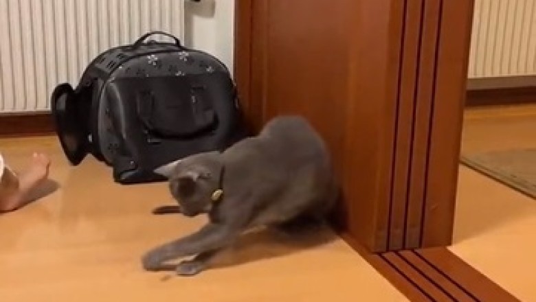 Hilarious Cat Ball Challenge: Watch These Purr-fect Pets Roll!
