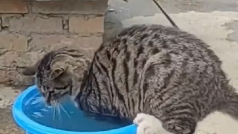 Hilarious Cat vs Bucket: Unbelievable Fishing Skills Unleashed!