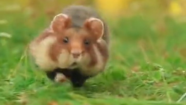 Hilarious Hijinks: Watch This Epic Hamster Filming Adventure!