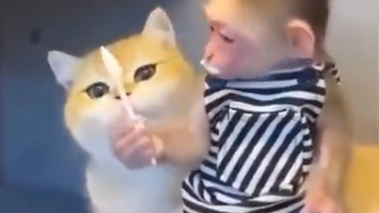 Unexpected BFFs: Monkey and Cat Form the Cutest and Most Unusual Friendship Ever!