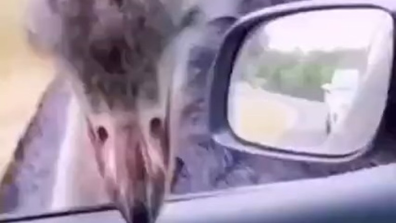 Feathered Felon: Watch as Hilarious Ostrich Becomes a Phone Thief!