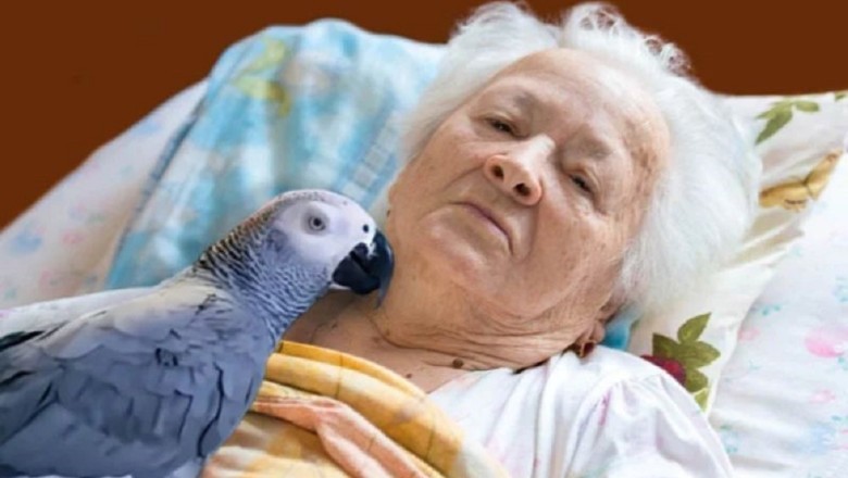 Heartwarming Reunion: Parrot Visits Dying Woman After 50 Years of Friendship