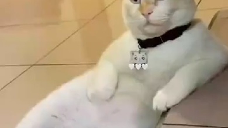 Hilarious Homebody: Meet the Mischievous House Lady Cat!