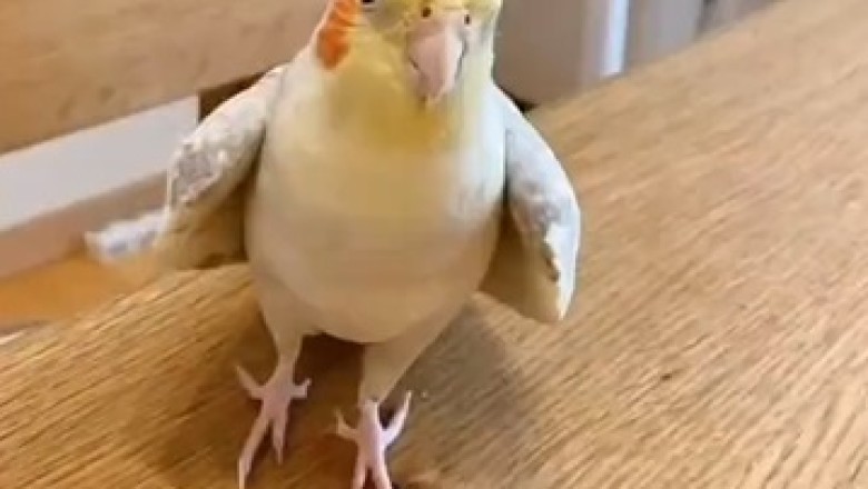 Hilariously Gorgeous Parrot: The Feathered Comedian Who Will Crack You Up!