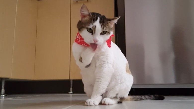 Pawsitively Adorable: Watch This Hilarious Video of a Cat in the Cutest Chaos!