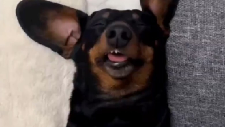 Caught on Camera! Hilarious Snoring Dog's Sleep Symphony! πΆπ€