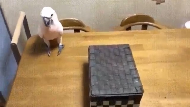 Feathers and Whiskers: Watch This Clever Parrot Unleash the Funniest Magic Trick on its Feline Friend!
