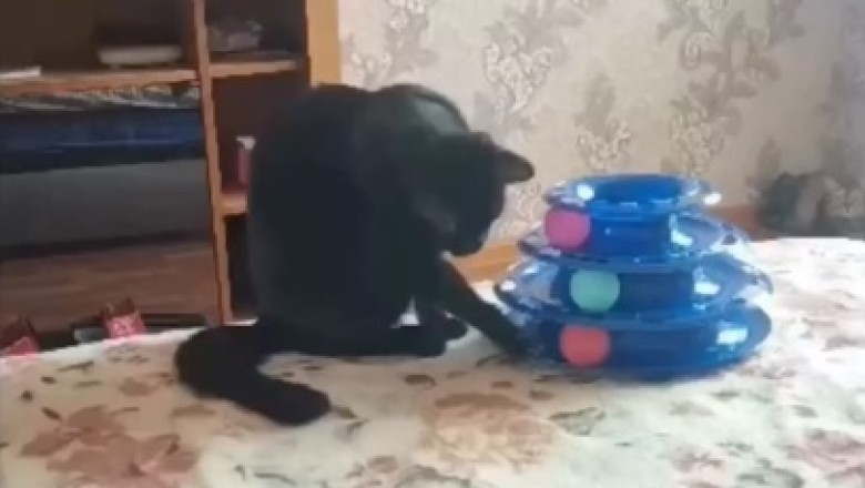 Feline Fun Unleashed: Hilarious Cat Takes on an Insanely Challenging Game and Leaves Viewers in Stitches!