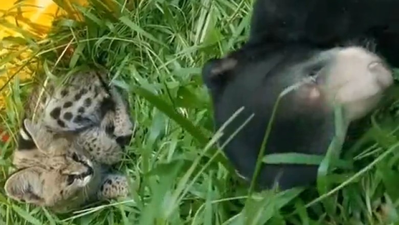 Hilarious Cat Adopts Bear Cub and Becomes Ultimate Protector! πΊπ»