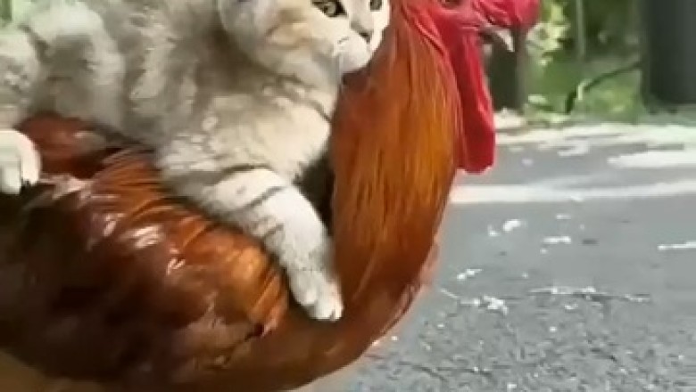 Purr-fect Partnership: Watch Hilarious Encounter Between a Cat and a Rooster!