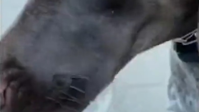 Quenching Comedy: Watch as Thirsty Dog's Hilarious Quest for Refreshment Takes the Internet by Storm!