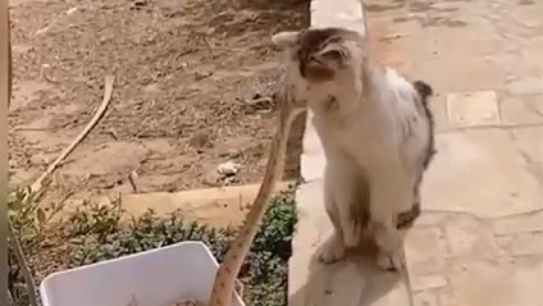 When Curiosity Meets Chaos: Watch the Hilarious Showdown Between a Fearless Cat and a Sneaky Snake!