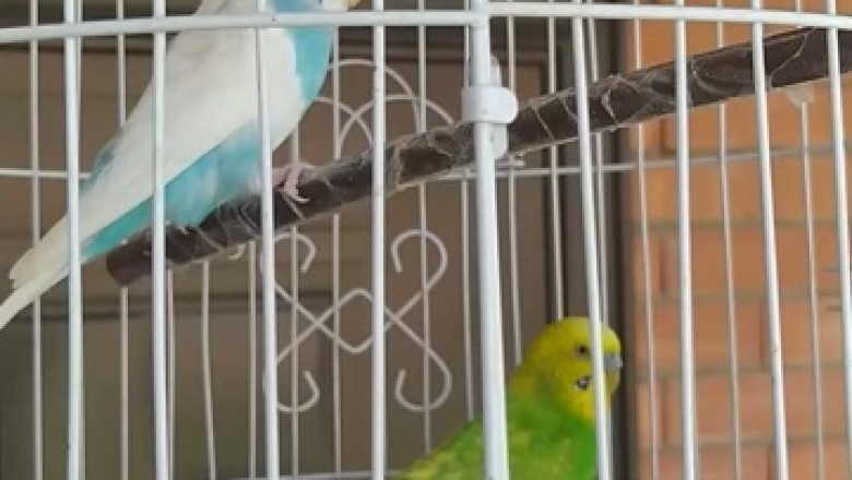 Wingman Wonders: Hilarious Comedy Sketch of Two Budgerigars' Hilarious Cage Antics!
