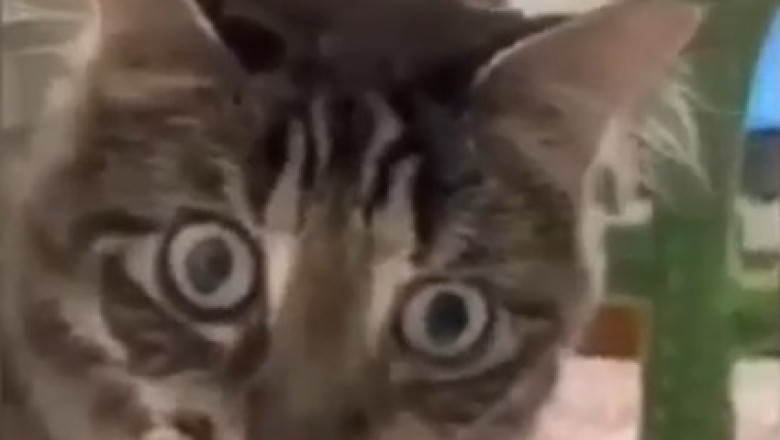 Hilarious Cat's Reaction to a Cardboard Cutout Will Leave You in Stitches!
