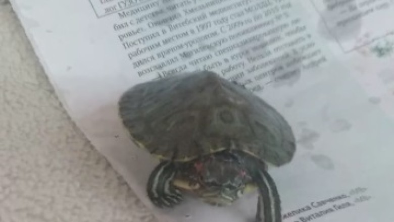 Incredible Turtle Takes Hilarious Stroll on Newspaper - Breaks the Internet with Slow & Steady Walk!