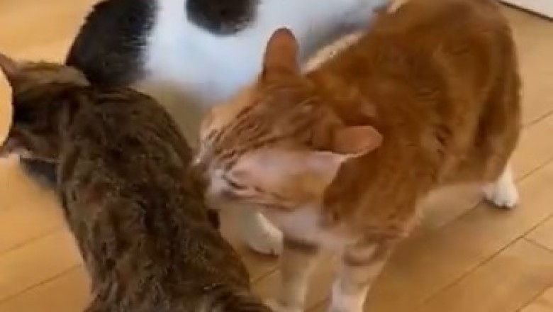 Paw-some Hilarity Ensues as Three Cleaner Cats Take Over the House!