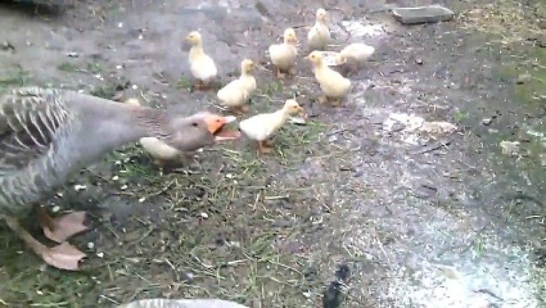 Quack-tastic Comedy: Watch This Hilarious Interaction Between a Duck and a Bunch of Adorable Chicks!