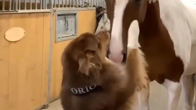Unlikely Duo Alert: Watch This Hilarious Dog and Horse Duo Take 'Best Friends Forever' to a Whole New Level!