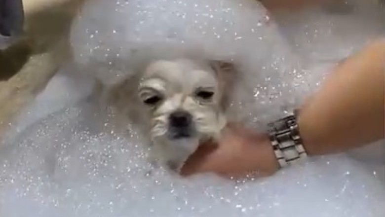 Adorable Chaos Unleashed: Small Dog Barber Shop Takes Grooming to Hilarious New Heights!