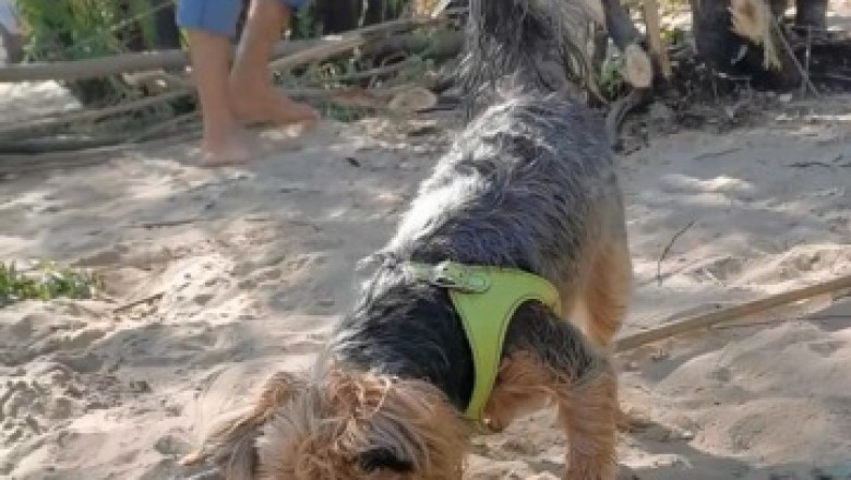 Adorable Dog's Fishy Surprise! Watch His Hilarious Reaction!