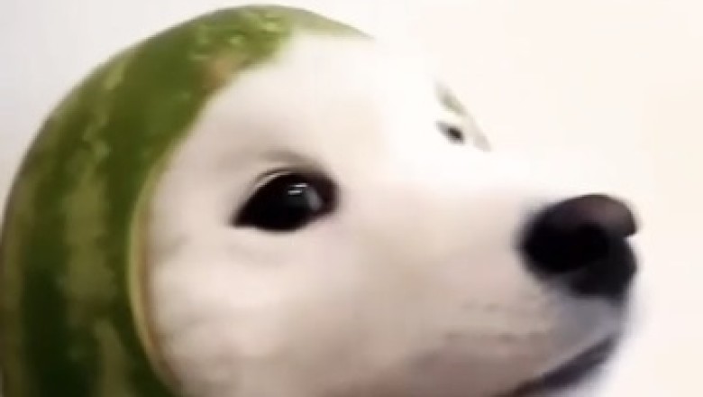 Born to Be Wild: Hilarious Dog Shows Off His Badass Biker Skills with a Motorcycle Helmet!