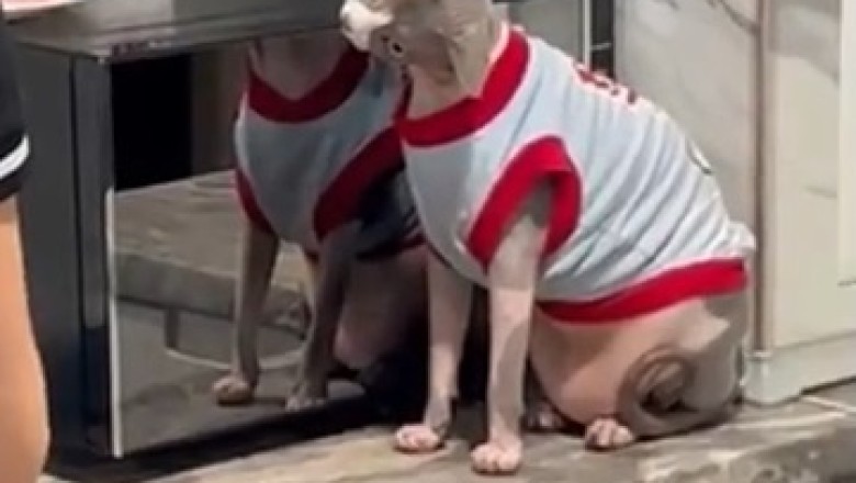 Cat Crushes Fashion Game with Sports T-Shirt! Absolutely Hilarious!