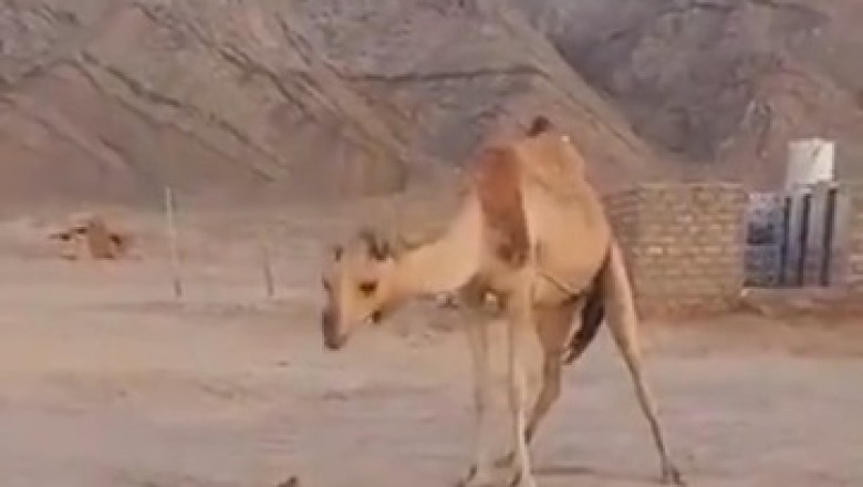 David vs Goliath: Unbelievable Encounter as Fearless Pooch Takes on a Giant Camel!