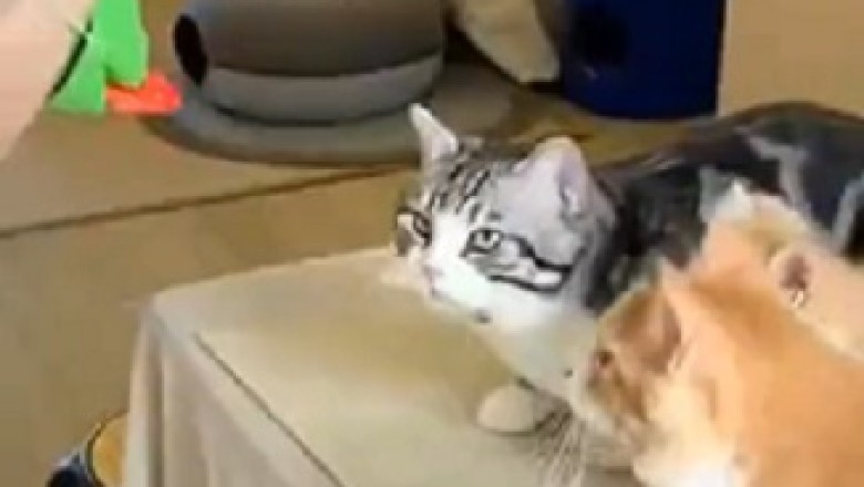 Feline Athletes on a Hilarious Mission to Win: Catlympics Edition!