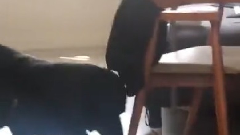 Hilarious Battle of Tails: Dog Pulling Cat - Who Will Be the Champion?