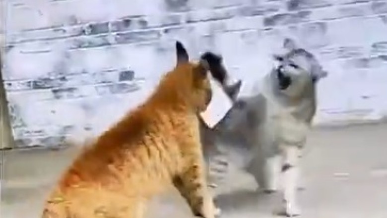 Hilarious Cat Fight Leaves Viewers in Stitches!