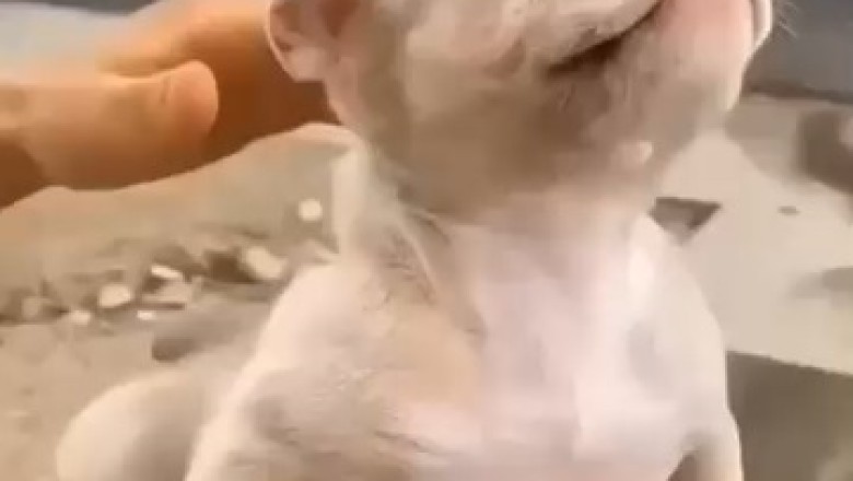 Hilarious Small Dog's Culinary Dreams - A Must-Watch Food Fantasy Fiasco!