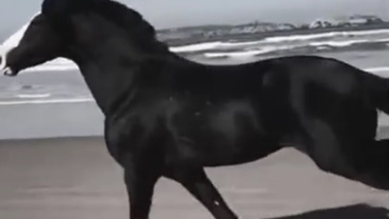 Hold on tight! Watch as this hilariously fast horse turns a peaceful beach into a wild racetrack!