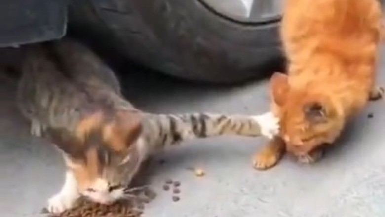 Meowvation Wars: Hilarious Cat Tries to Deprive Fellow Feline of Food!