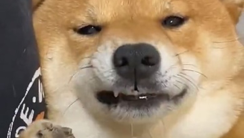 Paw-some Skills: Watch This Hilarious Video of a Dog Eating with His Hands!