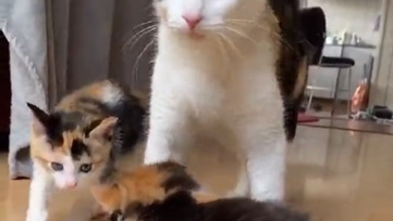 Prepare for a Cuteness Overload: Unforgettable Moments with a Cat and Her Adorable Babies!