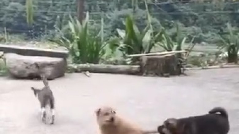The Fur-tastic Frenemies: Hilarious Quarrel Between Two Dogs and a Cat Will Tug at Your Heartstrings!