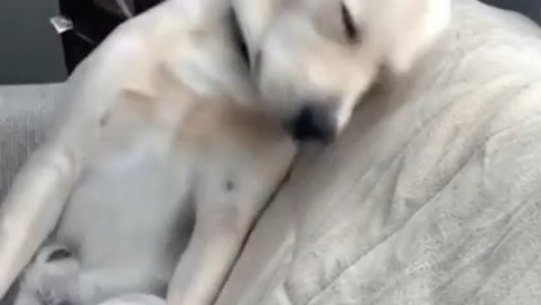 The Snooze Button Champion: Watch this Sleepy Dog's Hilarious Struggle to Stay Awake!