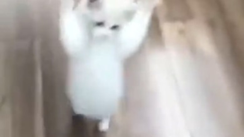 This pint-sized feline is here to break it down! Watch the hilarious dance moves of the world's tiniest cat!